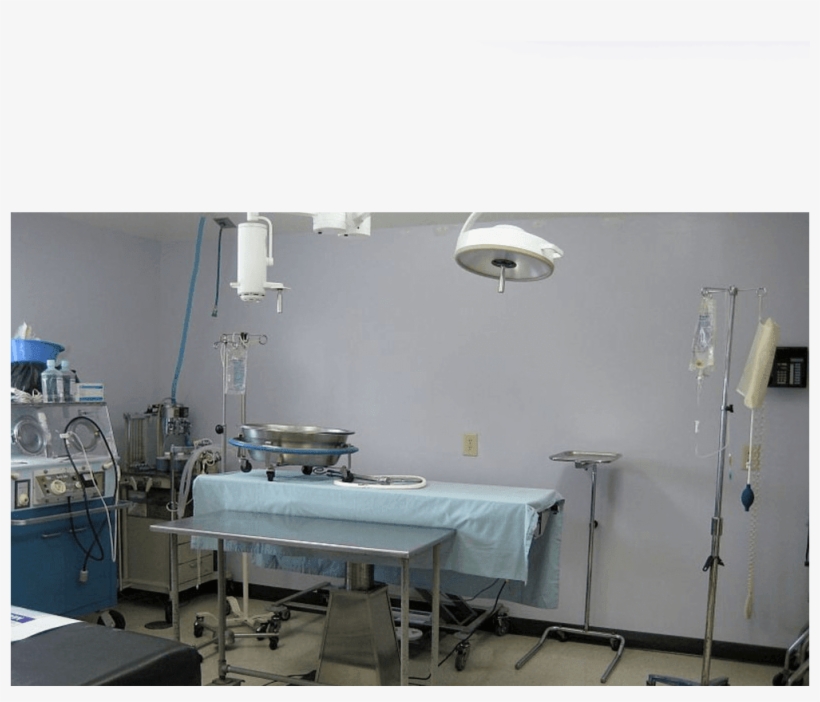 Surgery At Fort Wayne Animal Hospital, transparent png #6907357