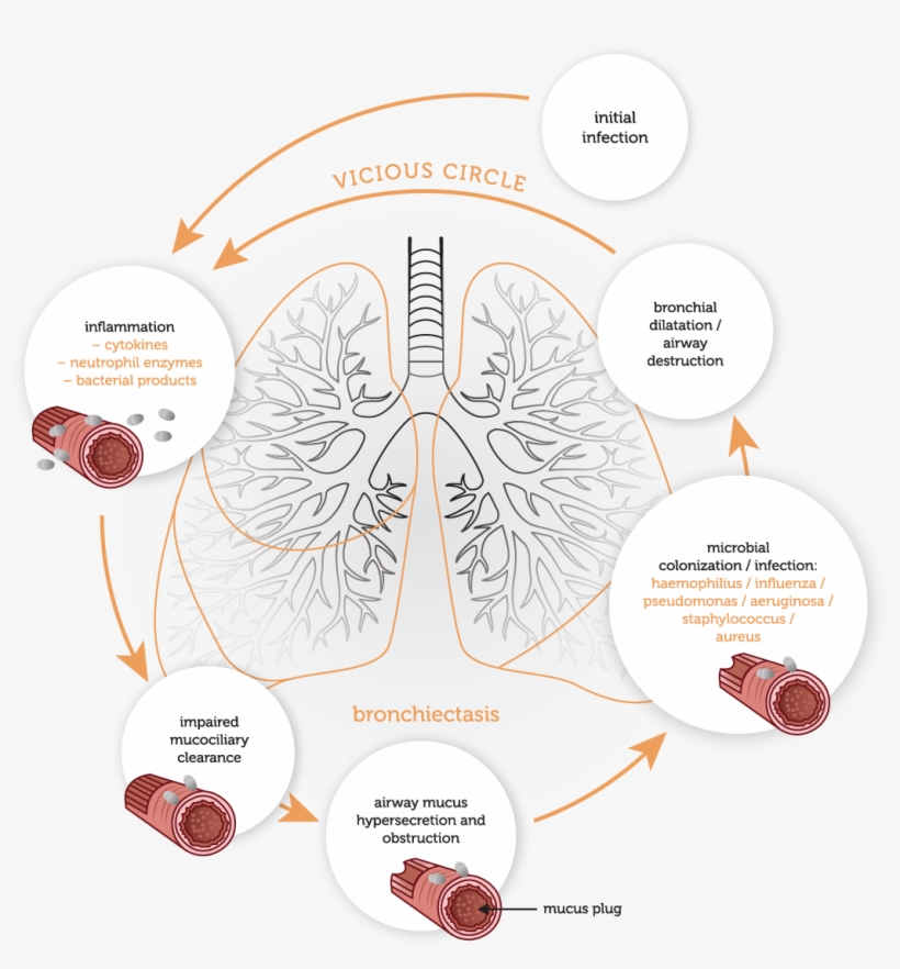 Pathophysiology, transparent png #6908124