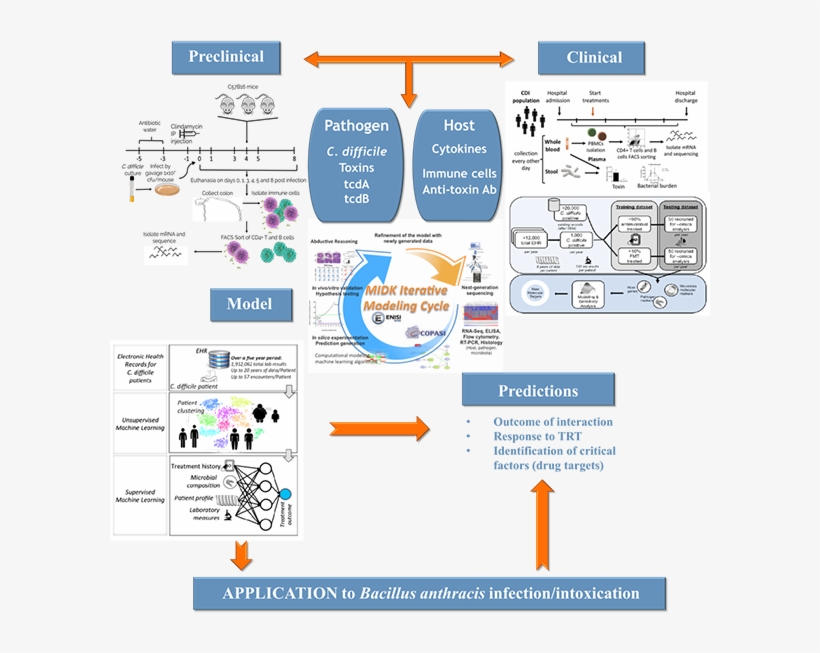 Translate The Cdi Model To Infection With Bacillus, transparent png #6909014