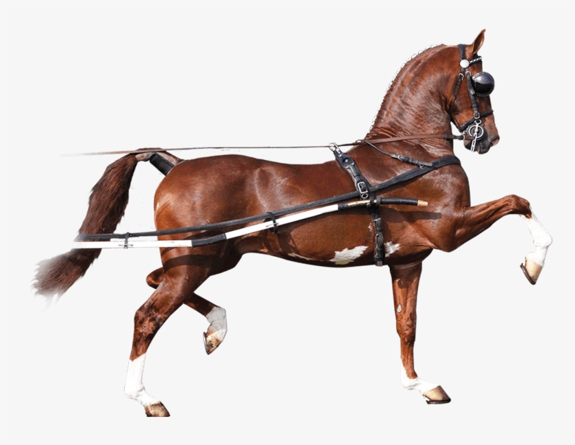 Back In “the Harness” Again After A Wonderfully Calm, transparent png #6912573