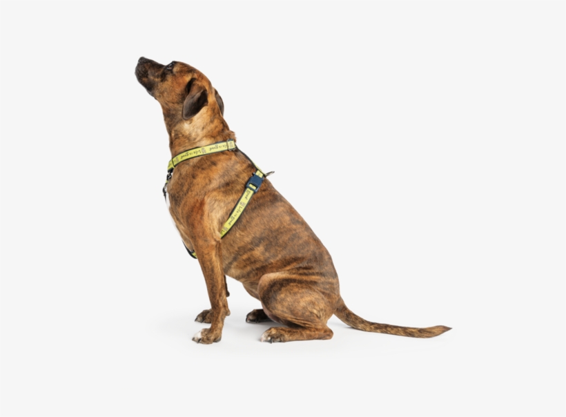 Rocket Nylon Dog Harness Life Is Good Rh Lifeisgood, transparent png #6912778