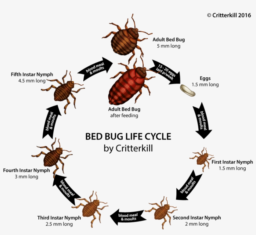 Bedbug Lifecycle Lrg, transparent png #6913808