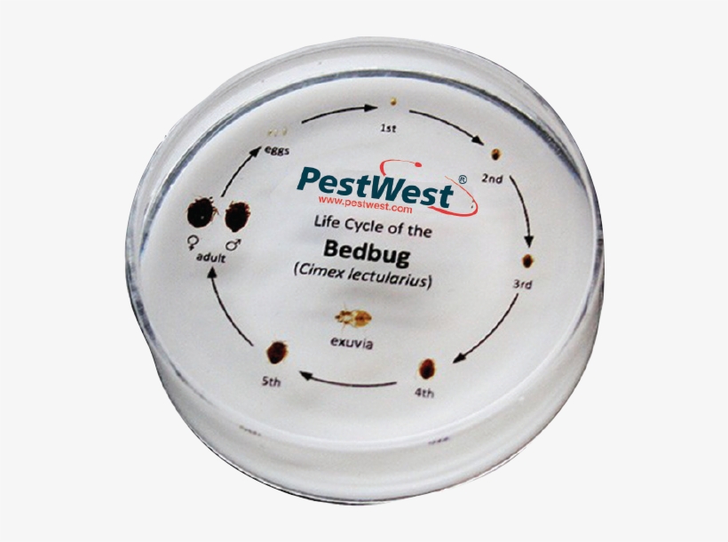 Bed Bug Png, transparent png #6914035
