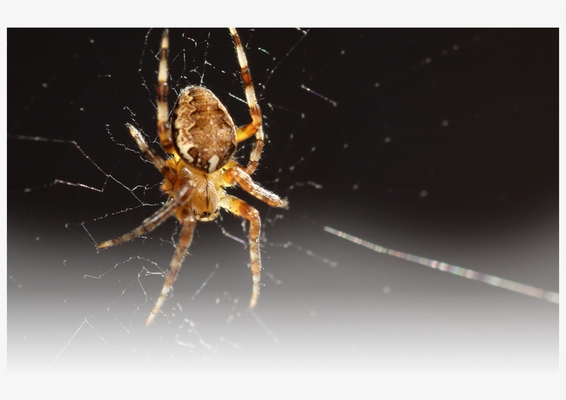 Shopping Cart, transparent png #6914555