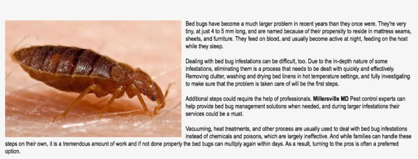 Bed Bug Extermination Millersville Md Bed Bugs Have, transparent png #6914775