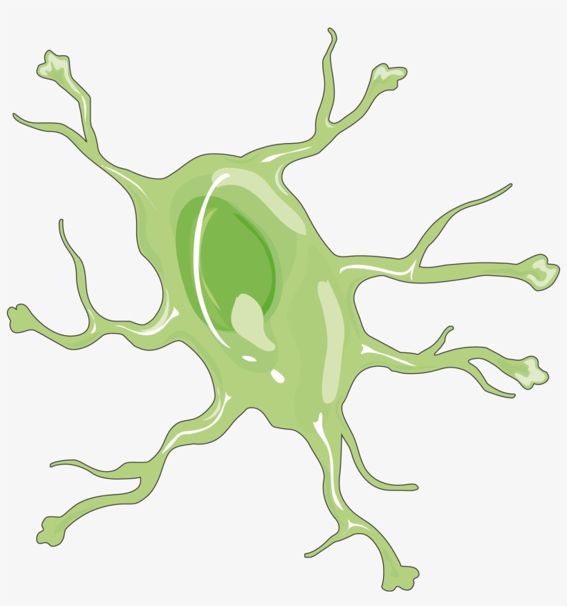 Astrocyte, transparent png #6918401