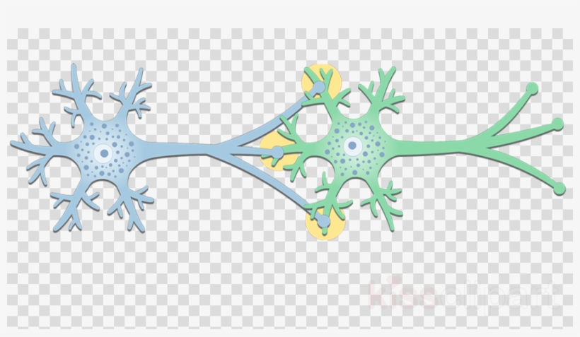 Synapse Neurons Structure Clipart Synapse Neuron Postsynaptic, transparent png #6918461