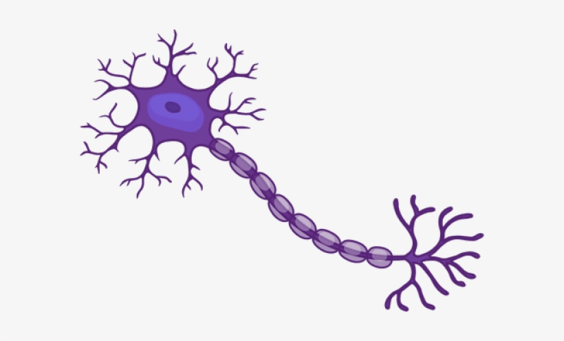 Neuron Png, transparent png #6918813