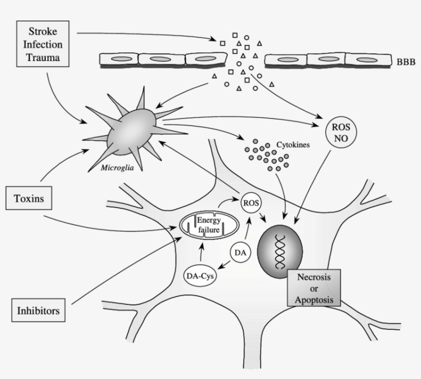 Neuron-glia Interactions That May Lead To Neuronal, transparent png #6918985