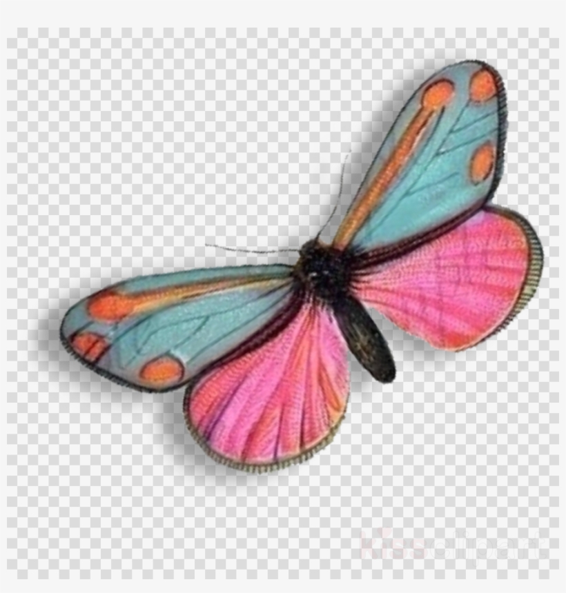 Download Monarch Butterfly Clipart Monarch Butterfly, transparent png #6920689
