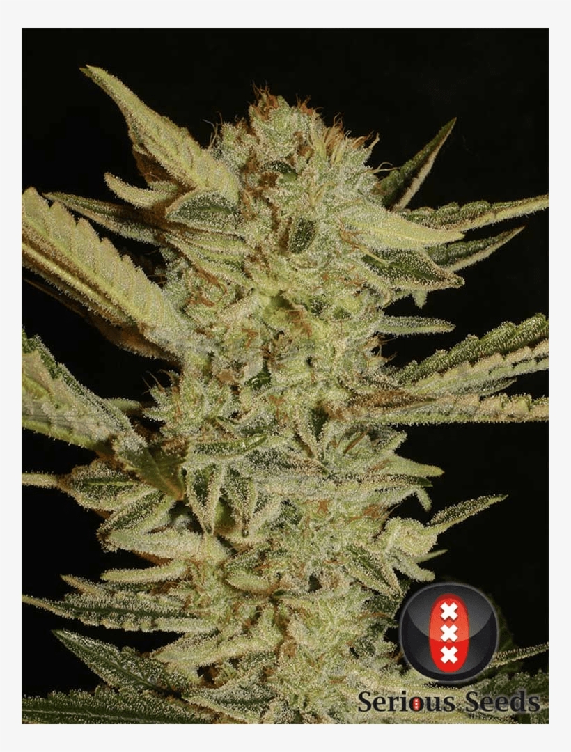 Weed Plants Png, transparent png #6923766