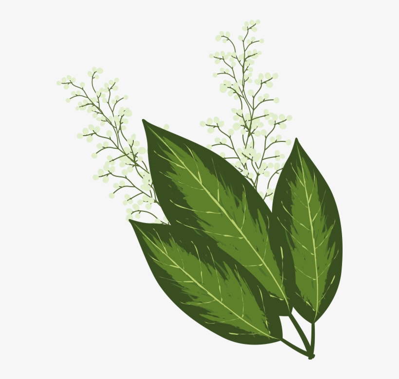 Four Seasons Weed Management, transparent png #6923934
