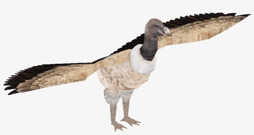 Indian Vulture, transparent png #6928661