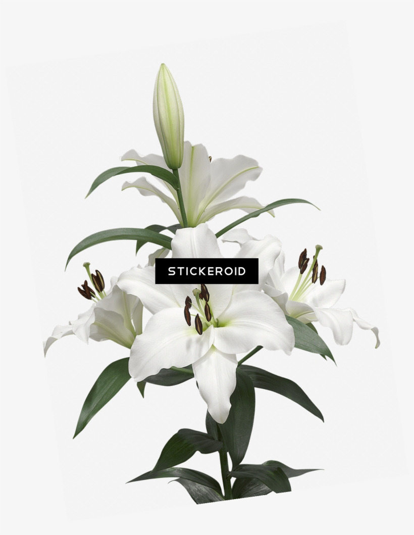 Water Lily, transparent png #6929222