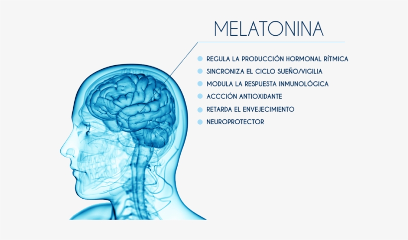 Melatonina Ventajas V2, transparent png #6930435