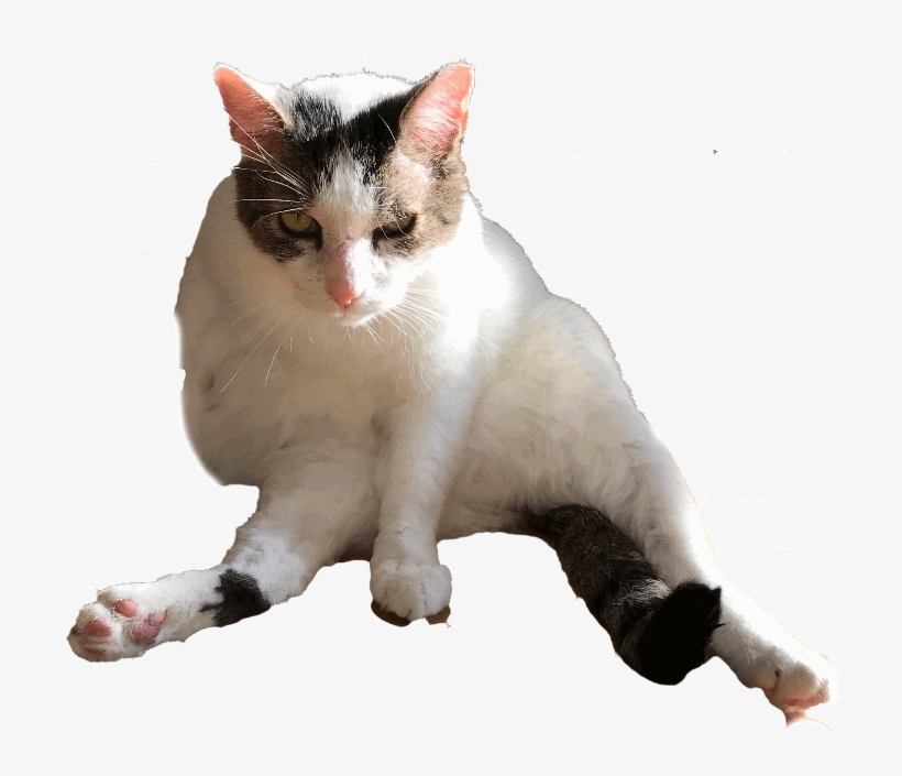 Your Cat Snowball Messages Sticker-1, transparent png #6930885