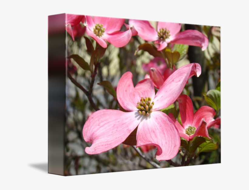 Big Flowers Pink Art, transparent png #6931258