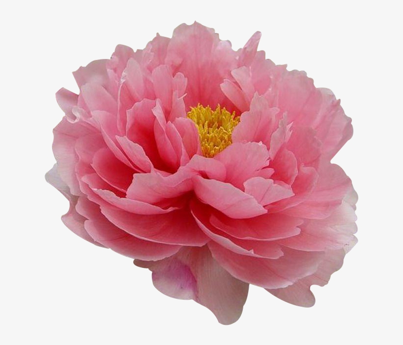 Moutan Flower Tree Paeonia Coral Charm Transprent, transparent png #6931331