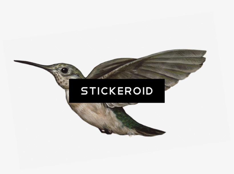 Hummingbird S Birds, transparent png #6933974