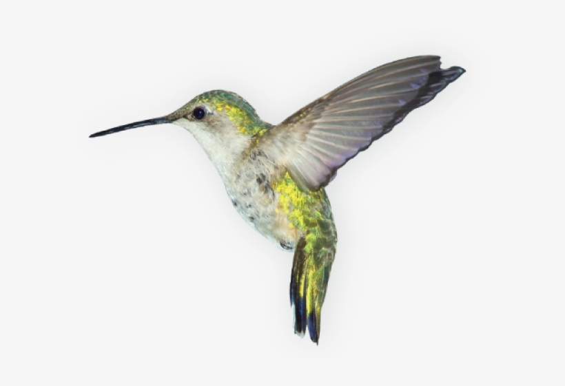 Humming Bird Png, transparent png #6934089