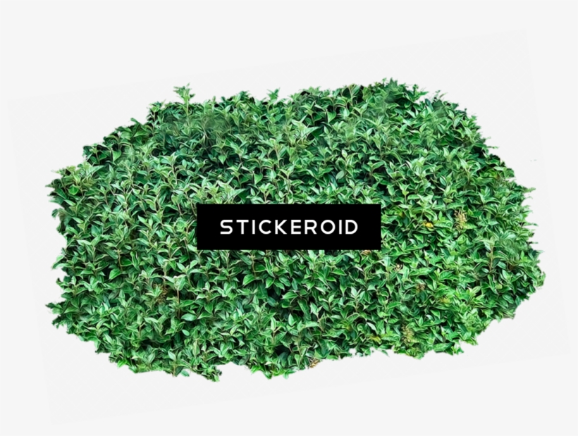 Bushes, transparent png #6934866