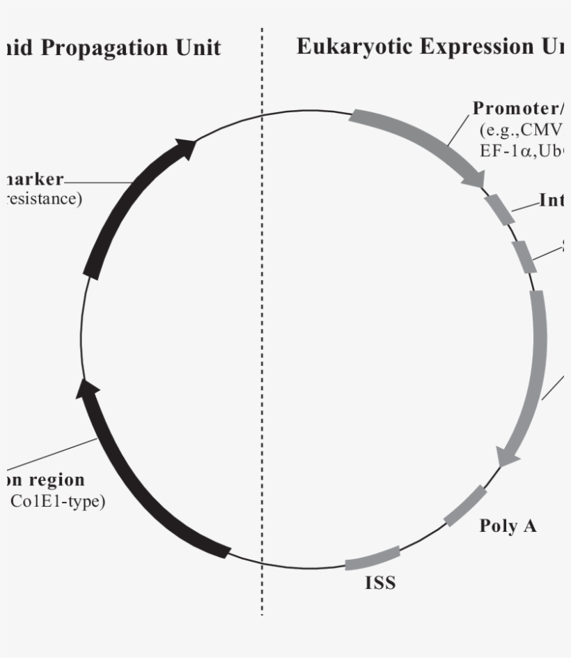 Typical Genetic Elements Of A Pdna Vector, transparent png #6935996