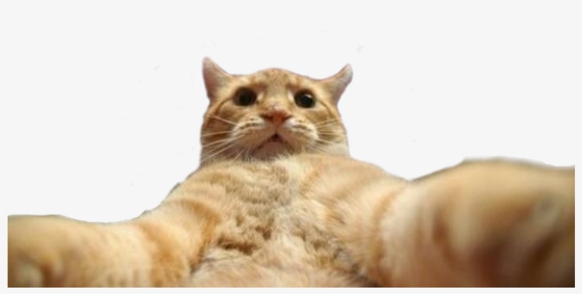 Filterselfie Cat, transparent png #6938267