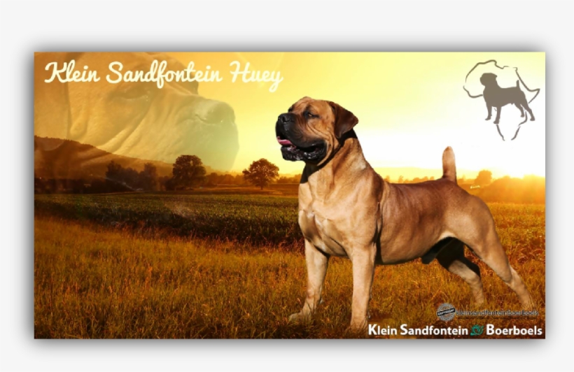 He Has A Sweet Nature And Is A Happy, Proud Dog That, transparent png #6939750