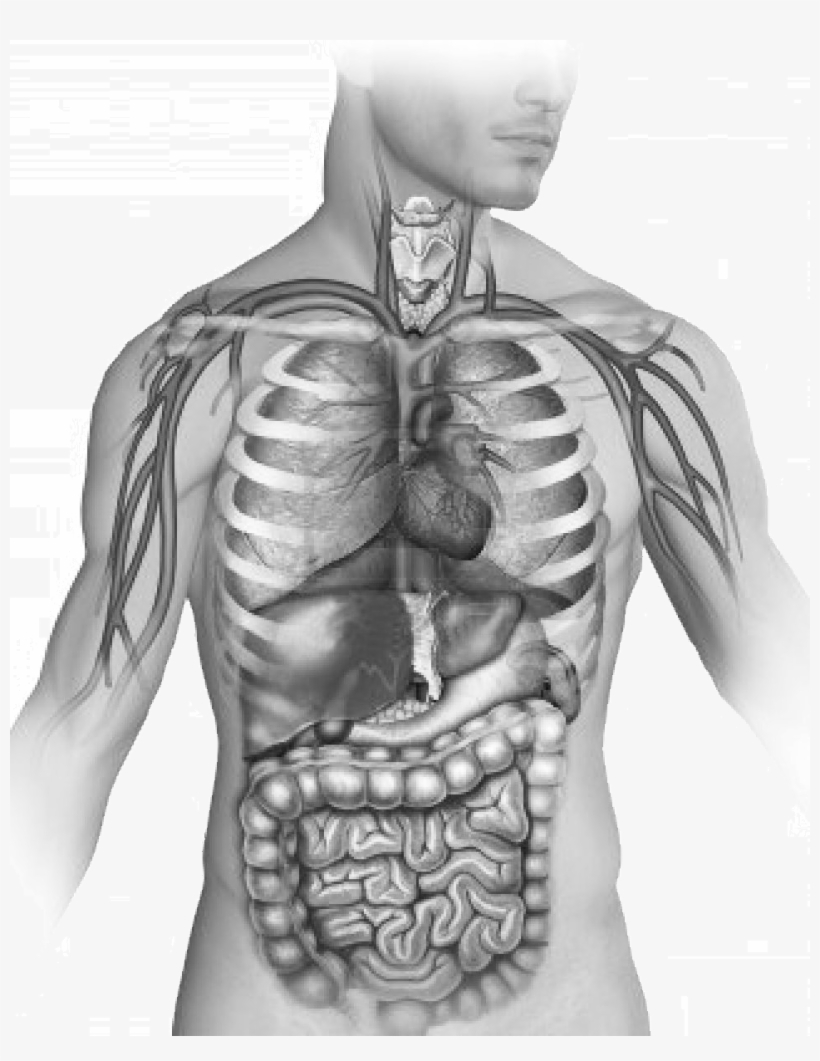 Pulmones, transparent png #6943125