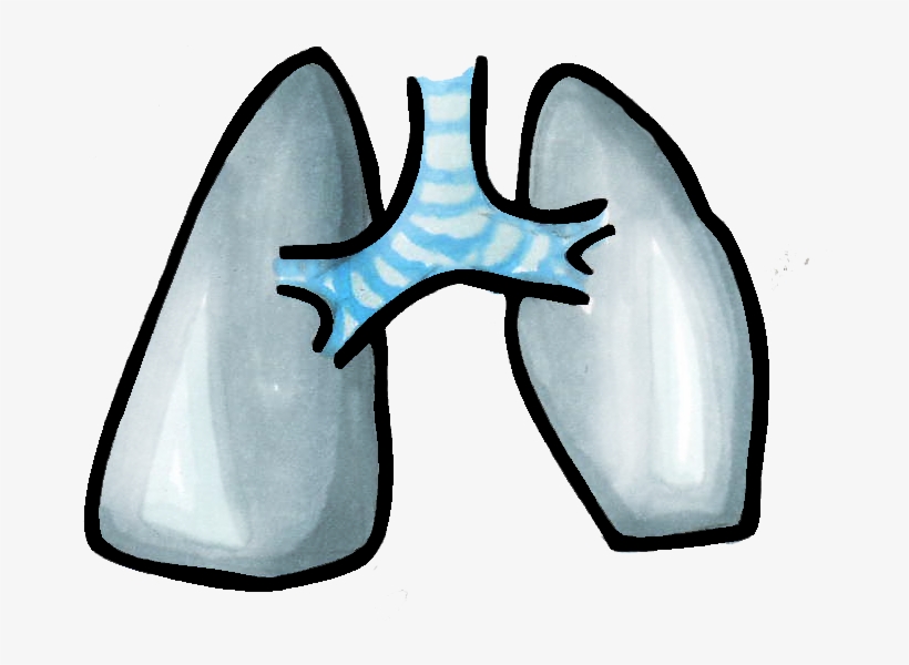 Corazón Pulmones, transparent png #6943175