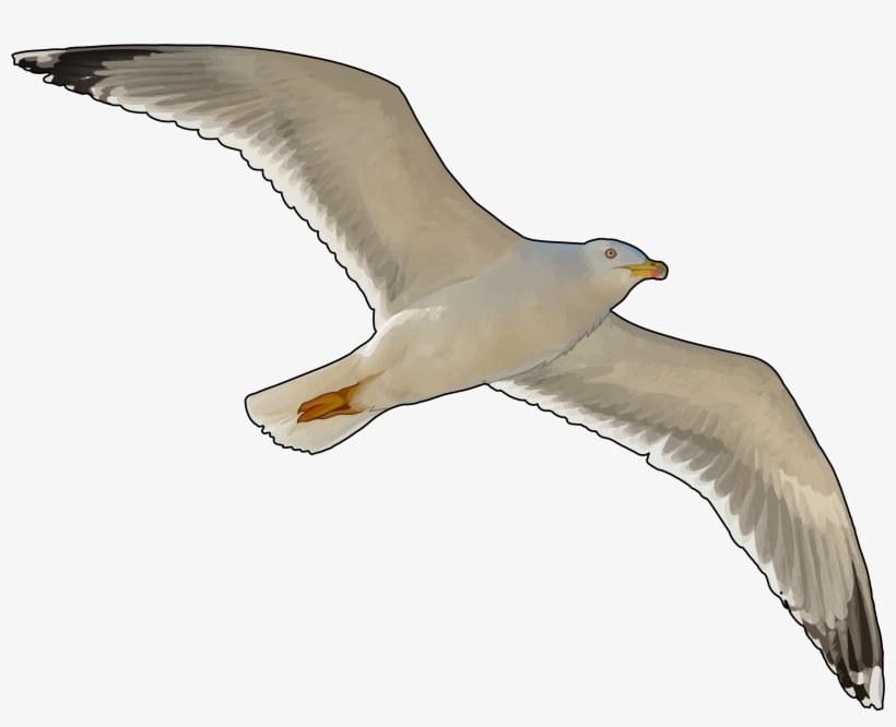 Canario Volando, transparent png #6945474