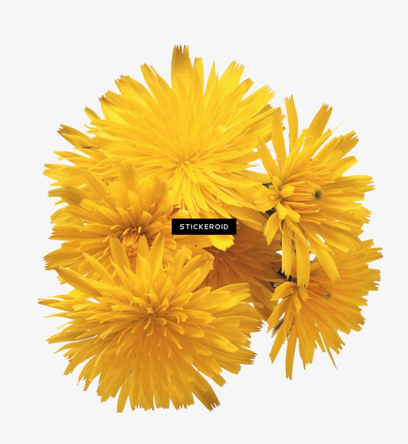 Dandelion, transparent png #6946103