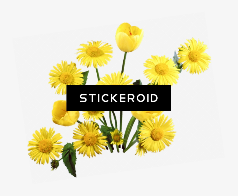 Dandelion, transparent png #6946241