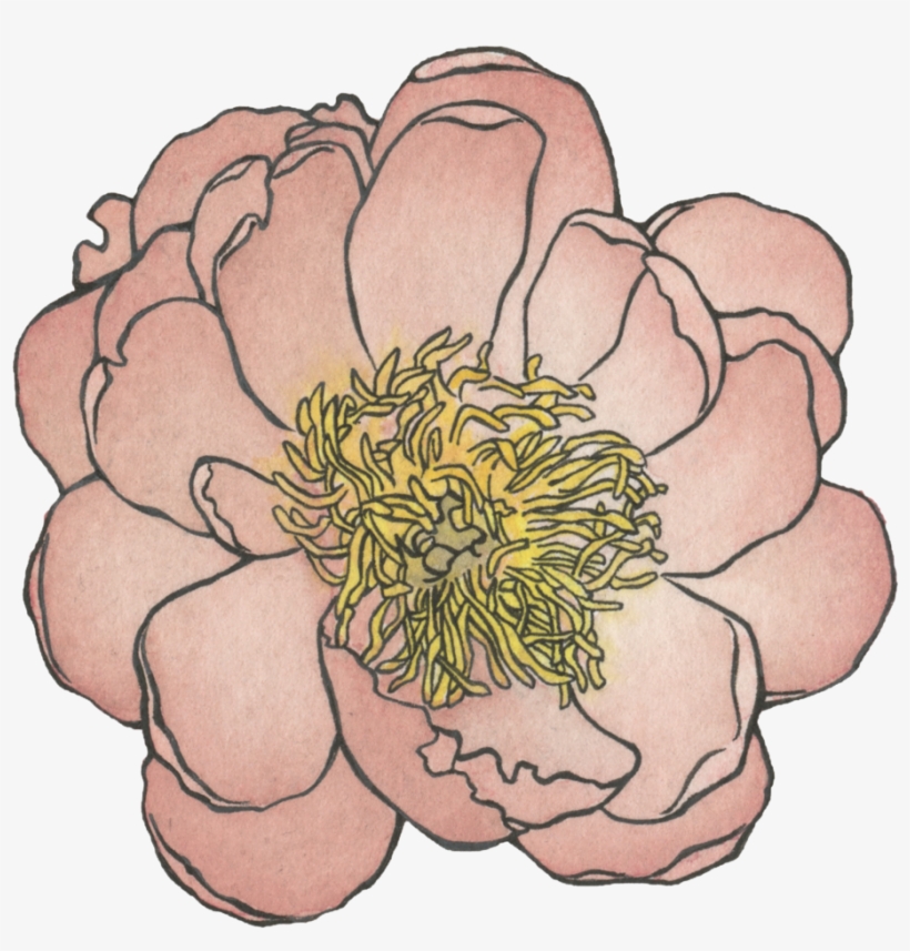 Peony , Watercolor And Ink, transparent png #6947356