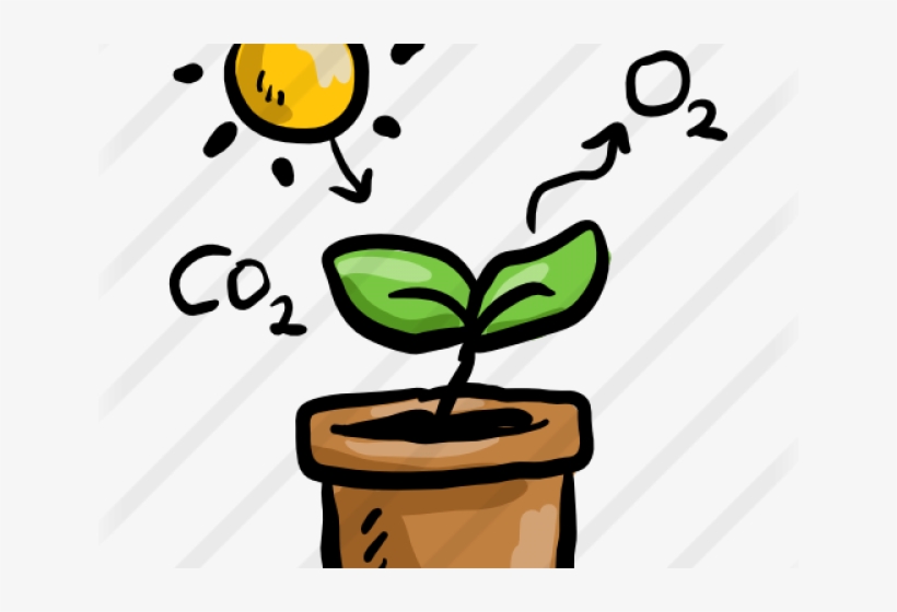 Photosynthesis Png, transparent png #6947719