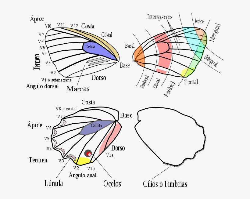 Alas De Mariposa, transparent png #6949341