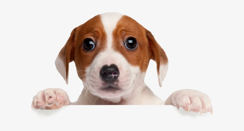 06 Jul 2018, transparent png #6950394