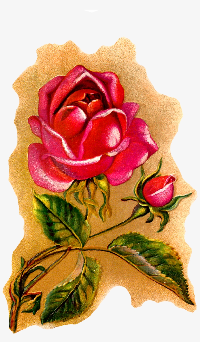 Flower Rose Illustration Vintage Art, transparent png #6951425