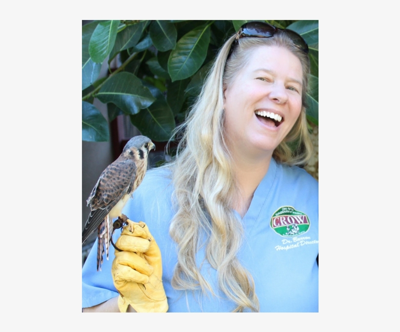 Crow 50th Anniversary, transparent png #6962337