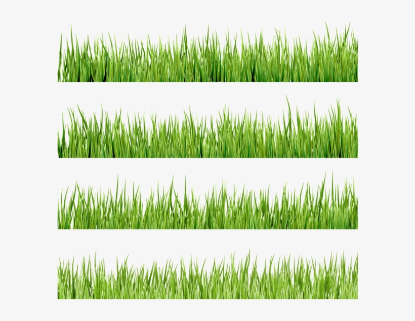 Флора, Зеленая Трава, Green Grass, transparent png #6964973