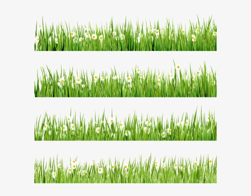 Флора, Зеленая Трава, Green Grass, transparent png #6965017