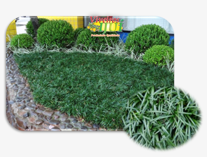 Clip Art Viveiros Iju Em Leiva, transparent png #6965729