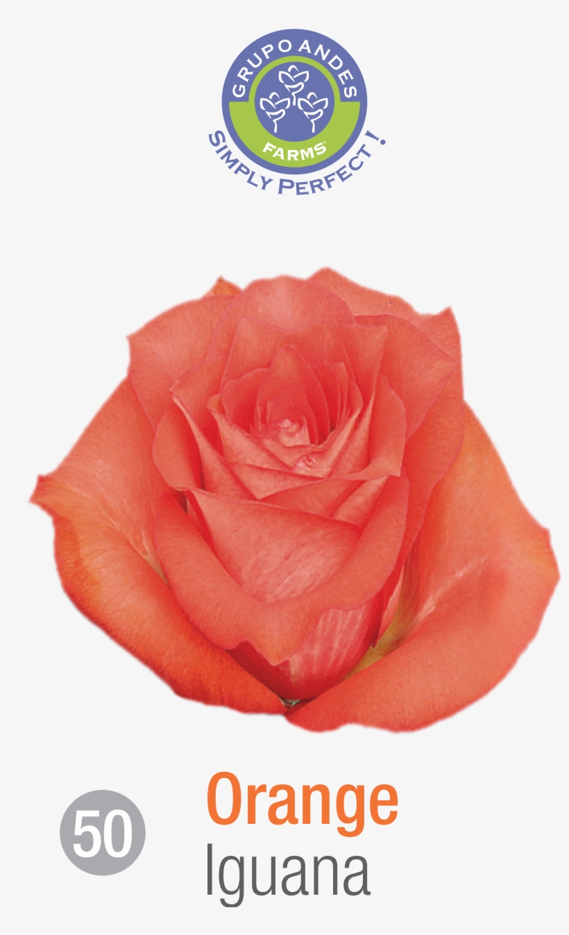 Rosa Variedad Iguana, transparent png #6967400