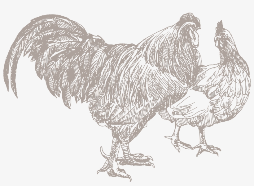 Poultry, Class, transparent png #6968869