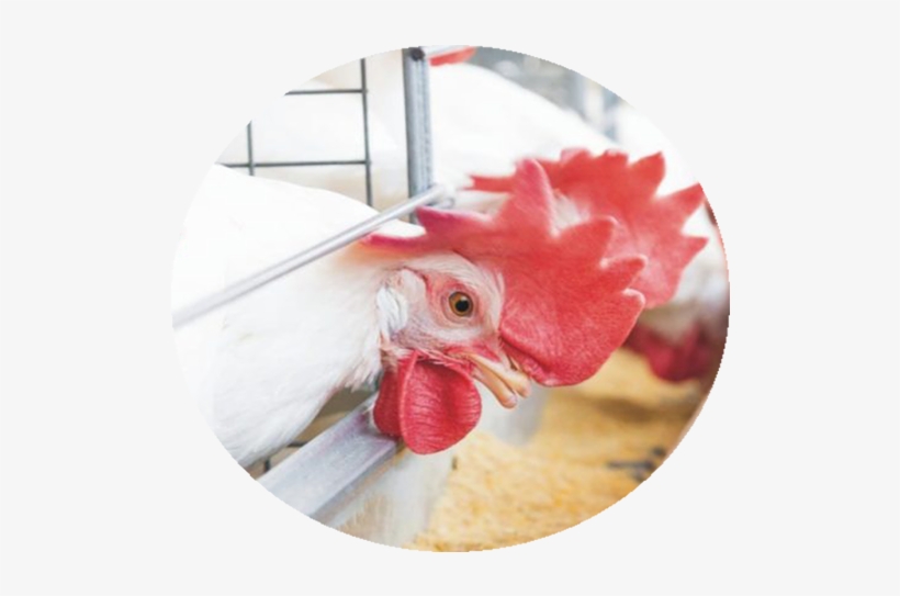 Poultry-4, transparent png #6968971