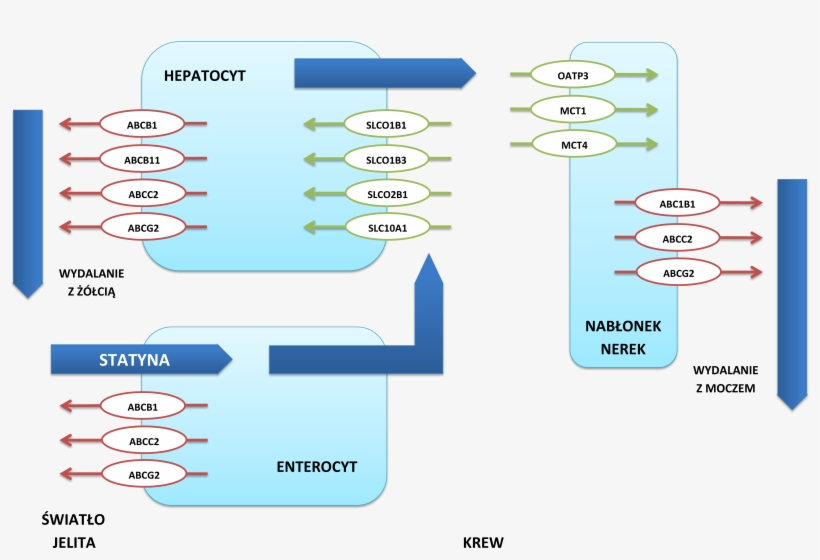 Vectorial Pathway For Statin Distribution From Enterocytes, transparent png #6969161