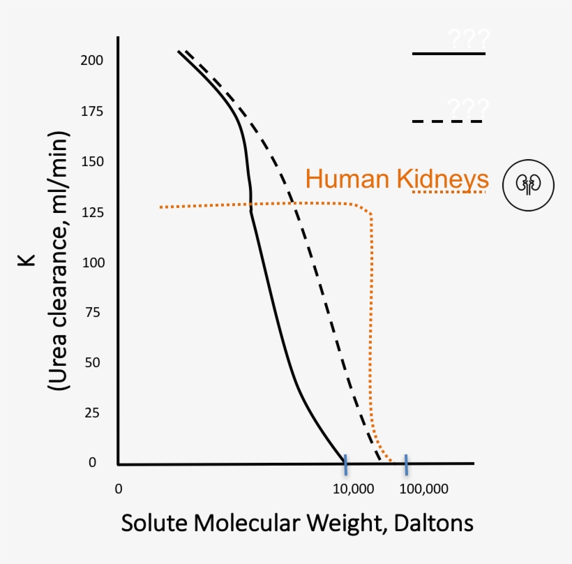 Normal Kidneys Have A Urea Clearance Of Around 125ml/min, transparent png #6969932