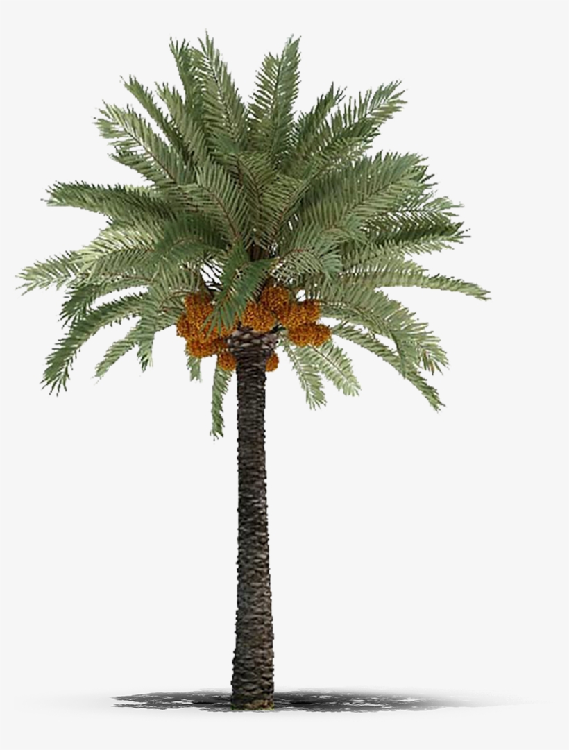 Phoenix Canariensis Arecaceae Tree, transparent png #6970661