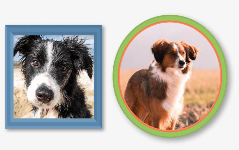 If You Are Interested In This Breed, Please Consider, transparent png #6971546