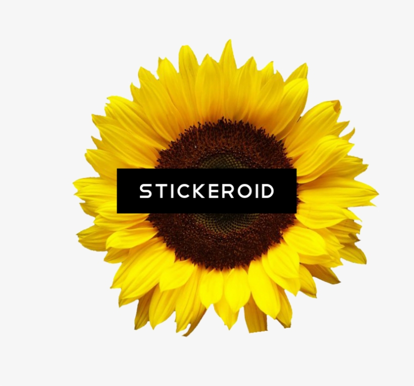Sunflowers, transparent png #6972131